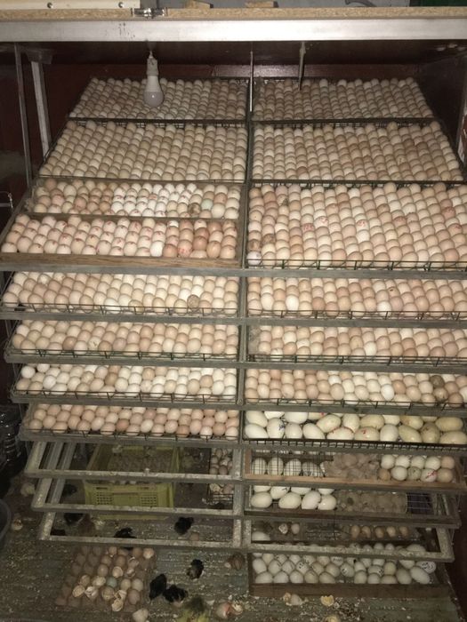 Inkubatorda jo'ja ochiramiz xar xil tuxumlardan