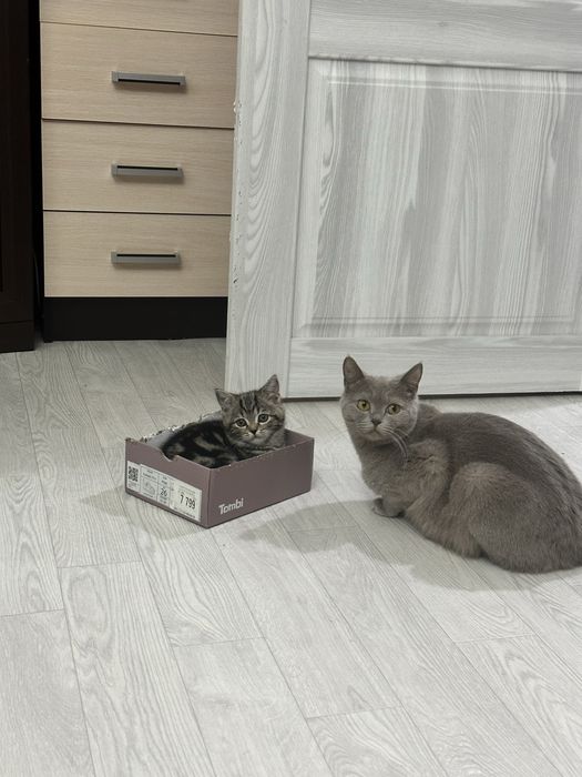 Отдам в добрые руки