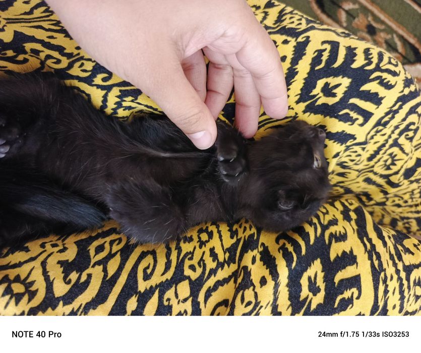 Мушукчалар сотилади 3 дона 1,5 ойли