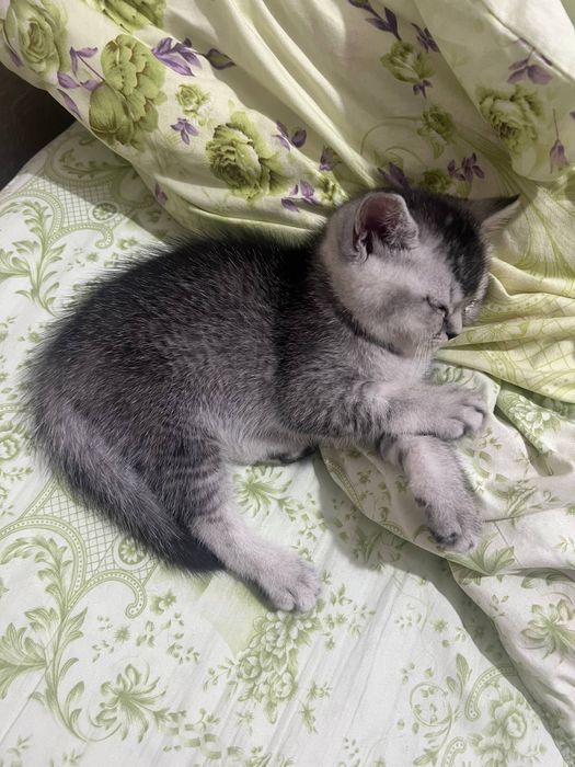 Britanskiy serebrenniy shinshila