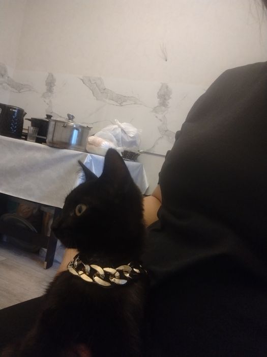 Отдадим котёнка 4 мес