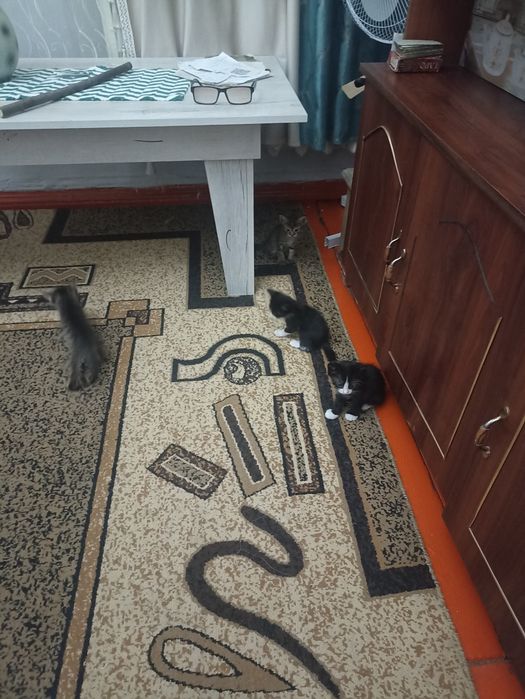 Отдам котят бесплатно