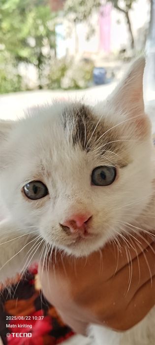 Biz saunada bir dostimizning xotinini sikamiz