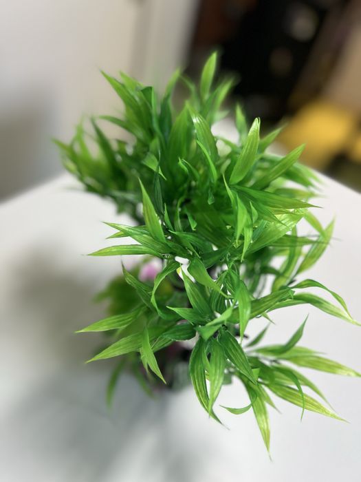 Decor acvariu arbore