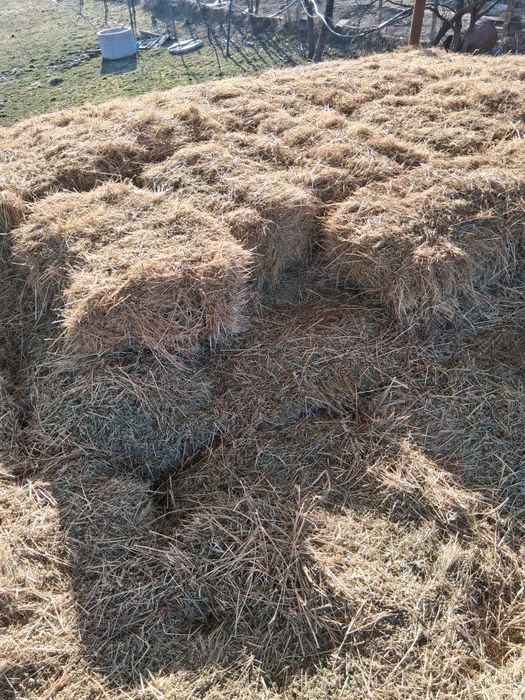 Vînd baloți de fîn neplouați