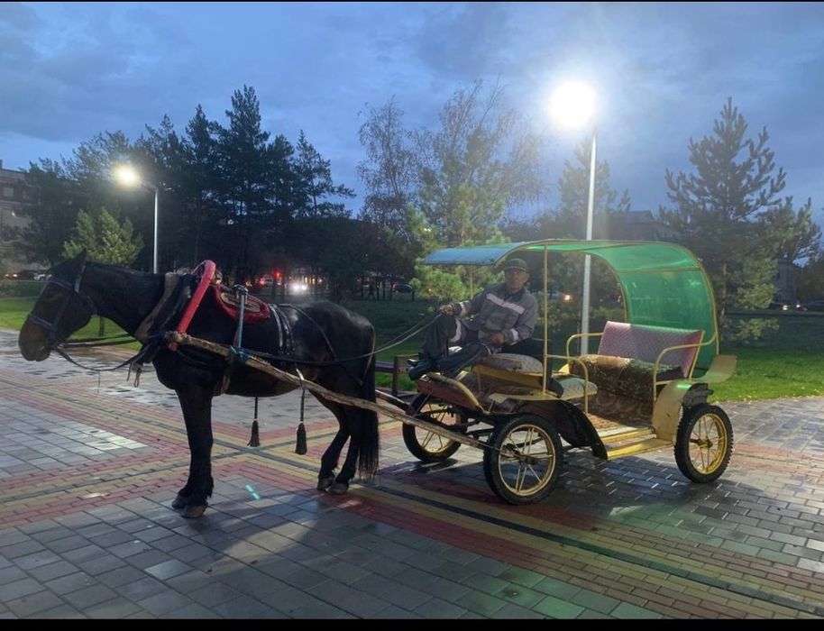 Продам супер лошадь обученный ,