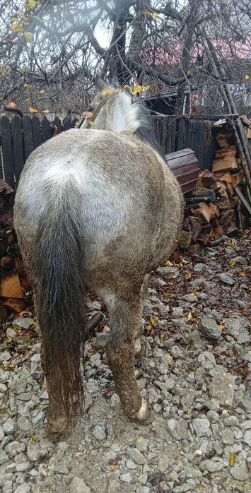 De vanzare cal castrat varsta 12 ani