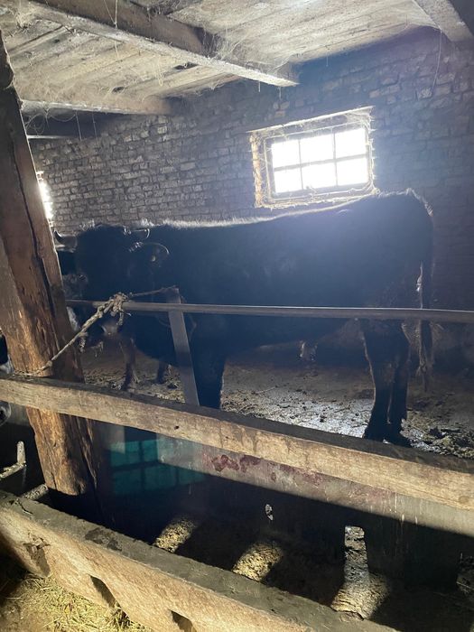 Продам бычков  3 штуки ….