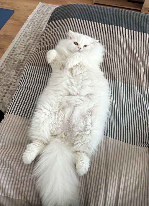 Бял персийски котарак за разплод