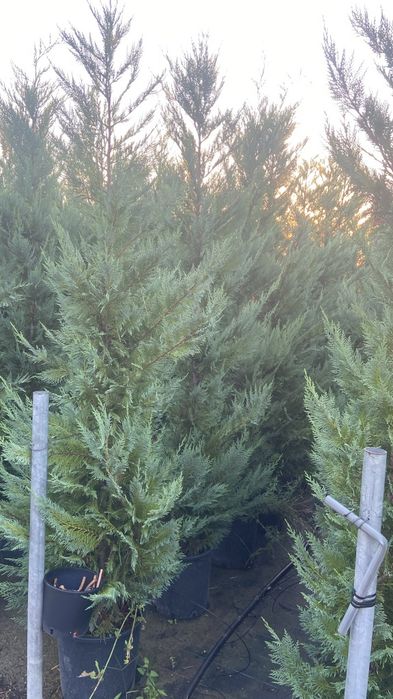 Leylandii 2,70 m 3 m înrădăcinați în ghiveci