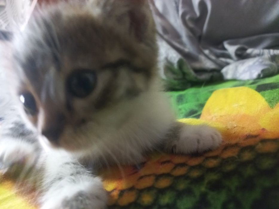 Одам котят бесплатно