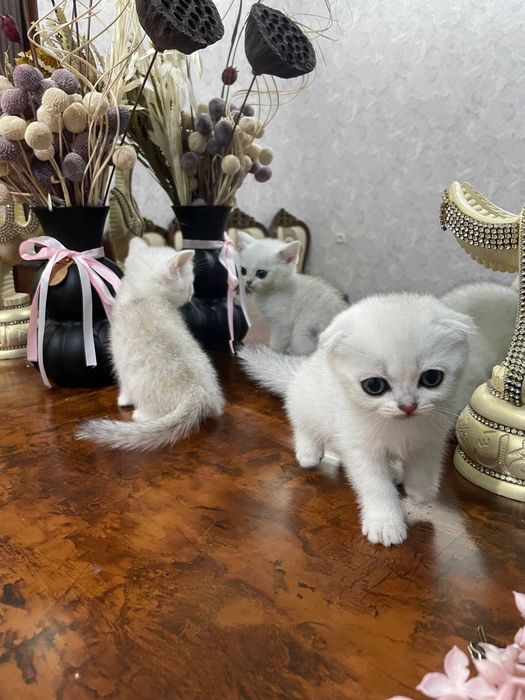 Шикарные котята Серебристые и Табби Шиншиллы