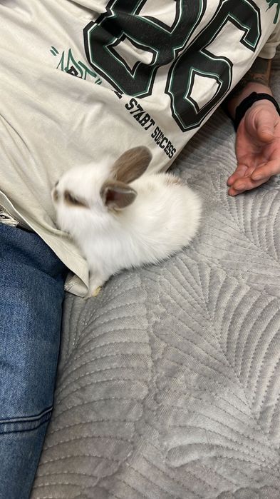 Отдам кролика в хорошие руки