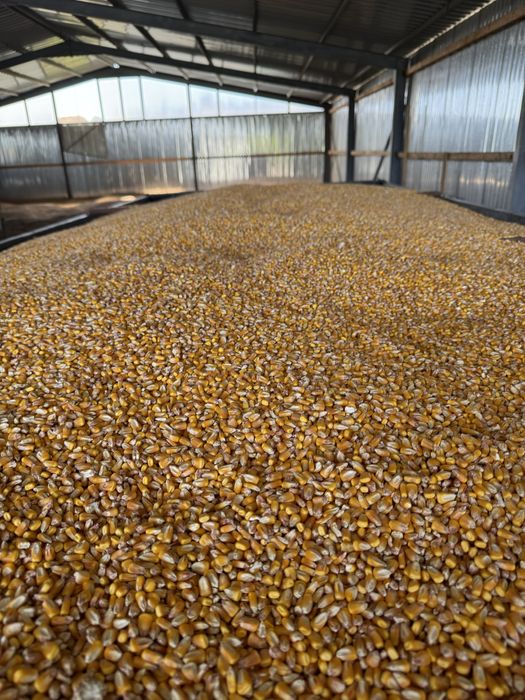 Vand porumb, grau, floarea soarelui