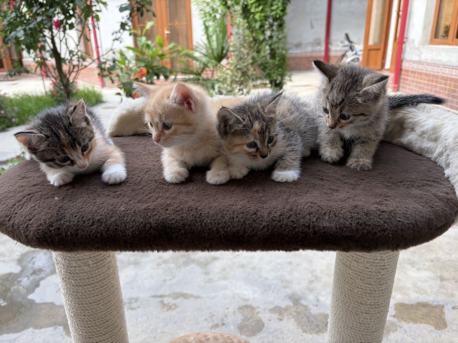 Котенок.