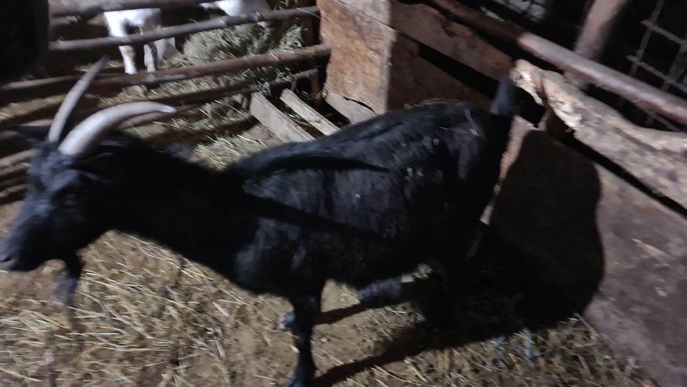 3 capre tinere cu iezi