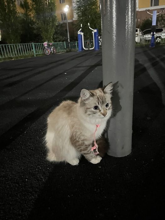 срочно продаю кошку