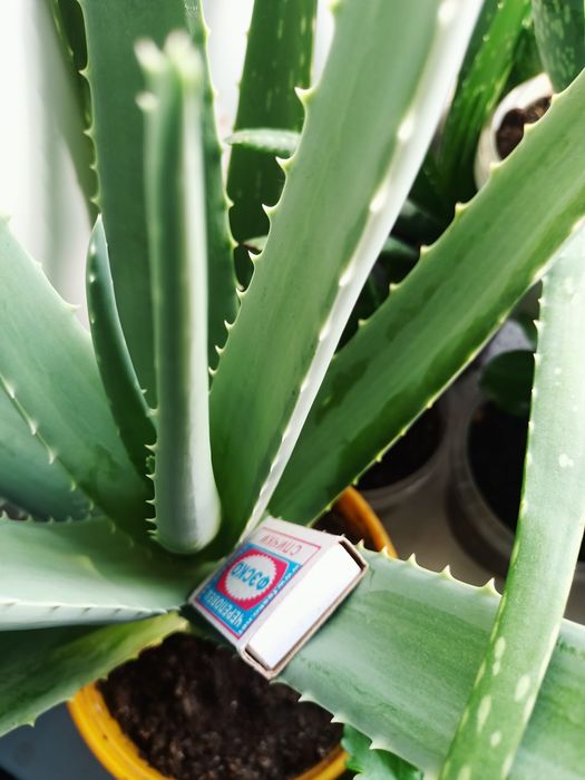 Комнатные цветы  Алоэ -Вера