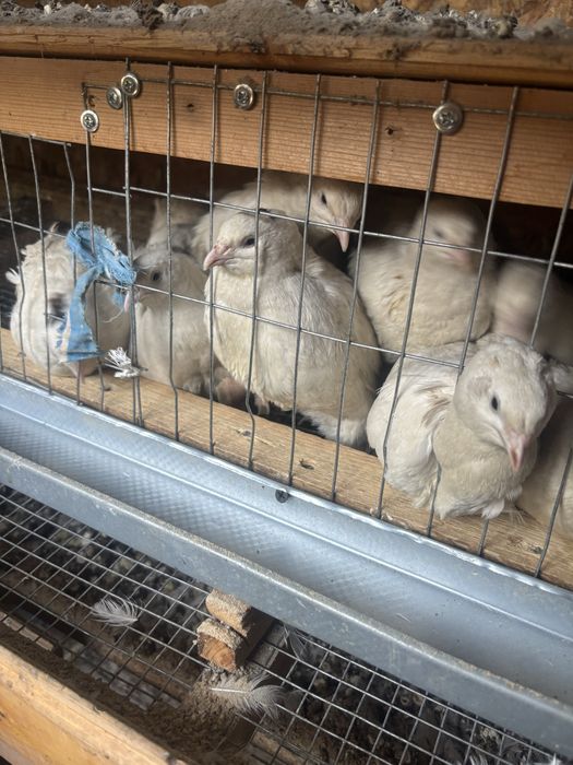 Перепелки породы американка