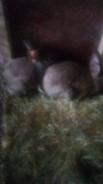 Домашние кролики