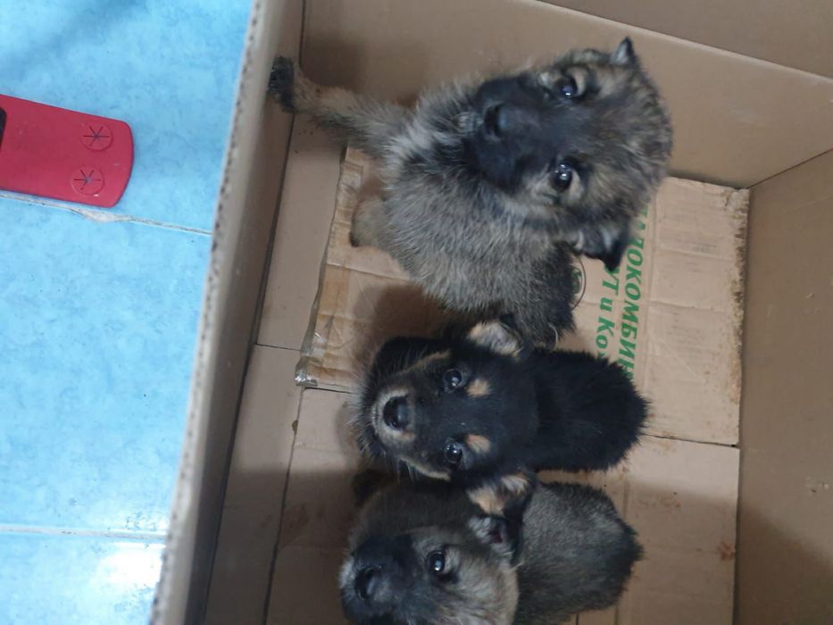 Отдам щенят в хорошие руки