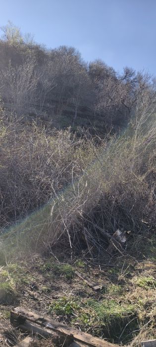 Дрова ветки бесплатно