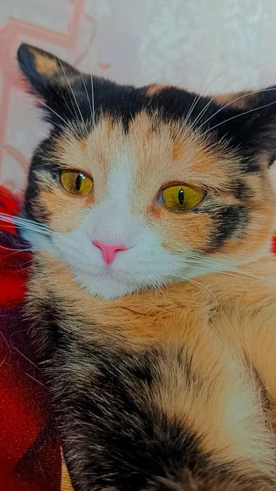 Хэппи ищет дом. Ответственные руки.