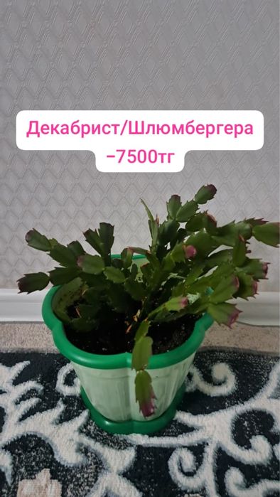 Молочай, Декабрист и Диффенбахия
