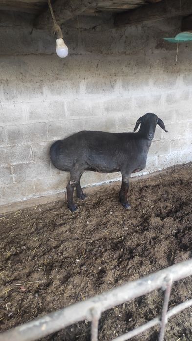 Исори койилар сотилади