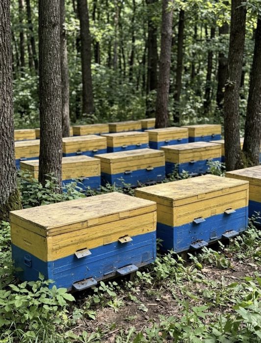 Продажа пасеки или обмен.