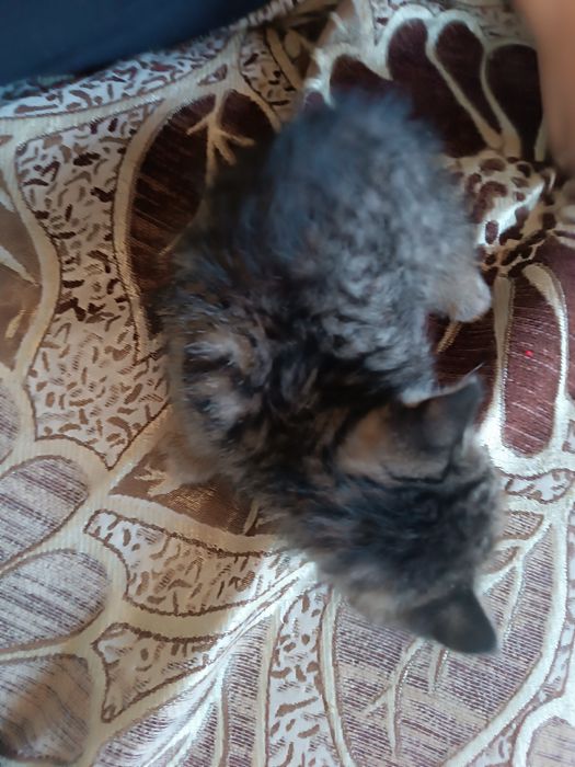 Сера белые котята один котёнок