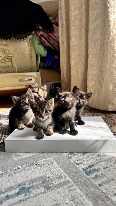 Отдам котят в добрые руки