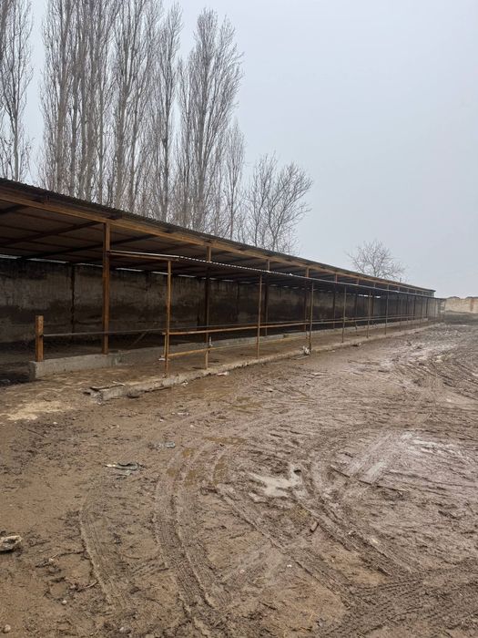 Срочно Мини ферма на Янгийул Молбозор