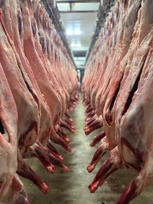 Mongoliya halal qoy  gosht sotuvda Towkent boylab yetkazib beramiz