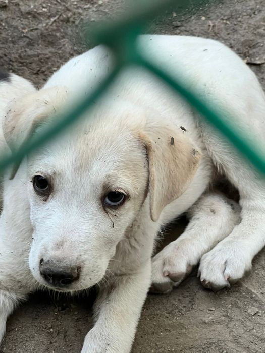 Щенки бесплатно