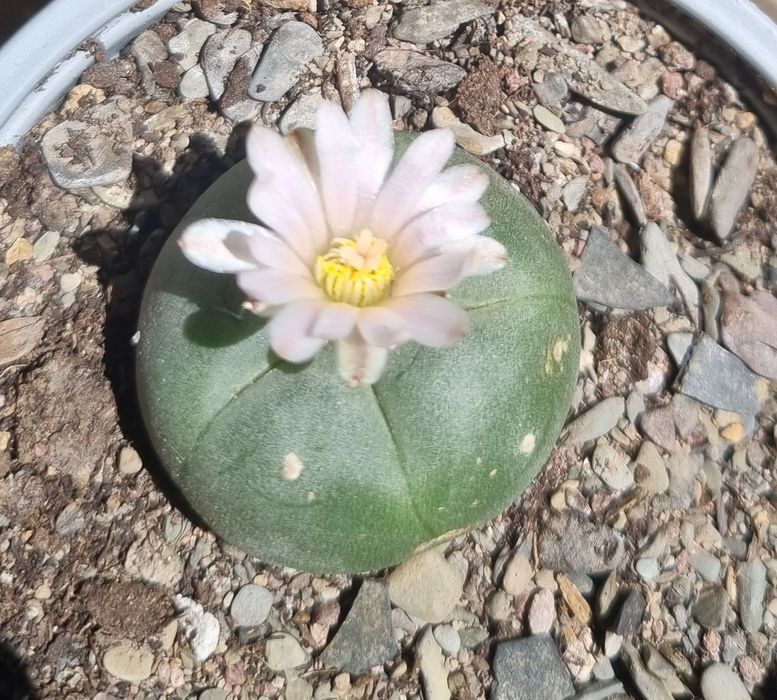Пейот (Lophophora williamsii)