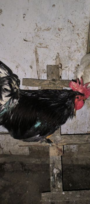 Черный принц в наличии