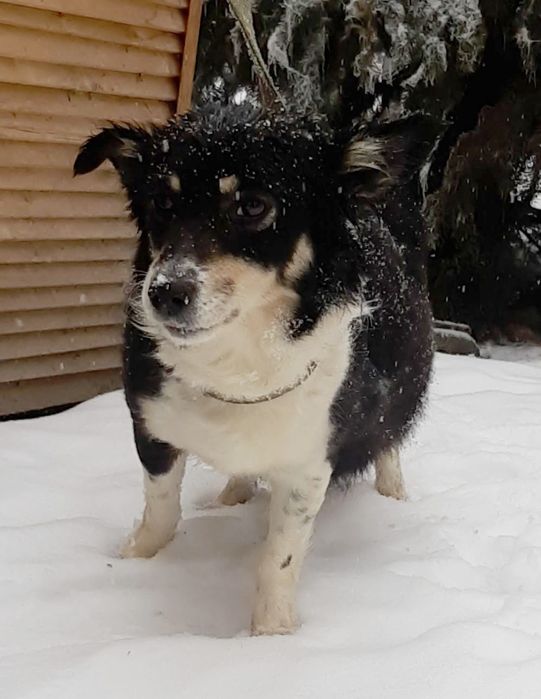 Звоночки, сторожа, компаньоны