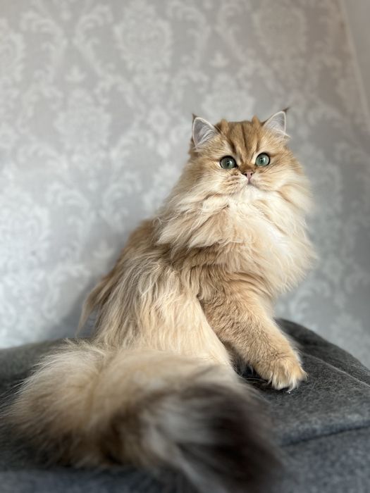 Pisica british longhair cu pedigree