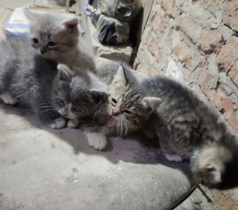 Котятам ищем дом