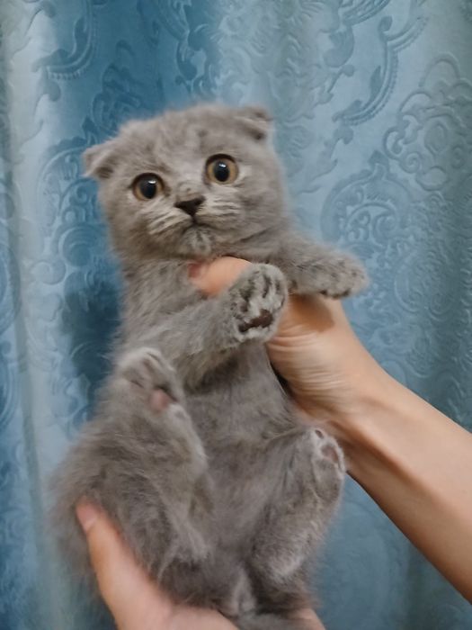 Продам в добрые руки