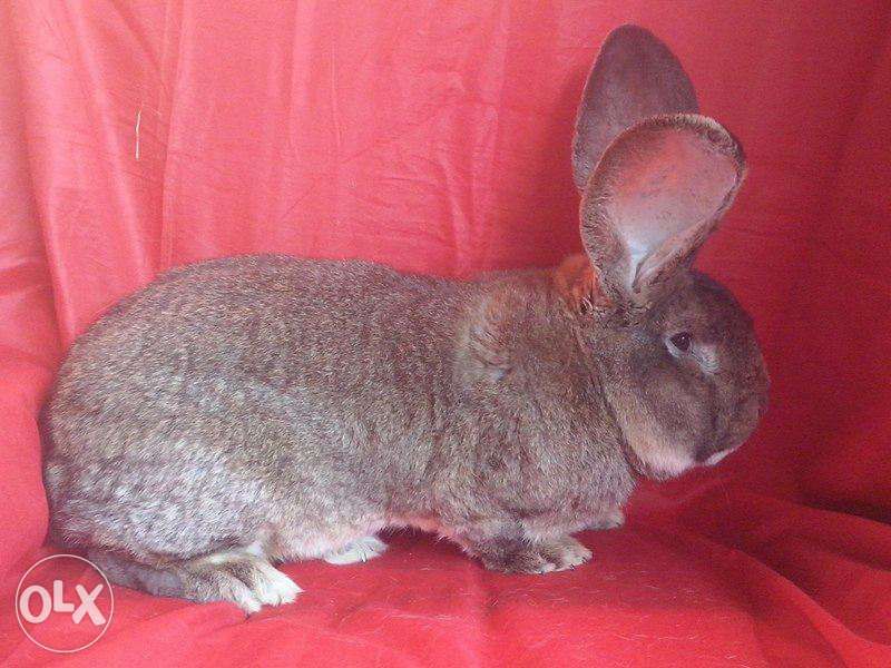 Iepuri Urias German Gri