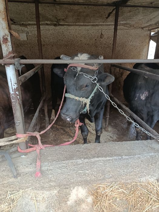 2ta semiz buqa sotiladi