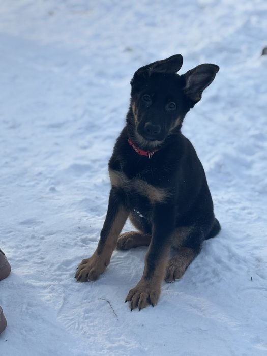 Щенки немецкой овчарки