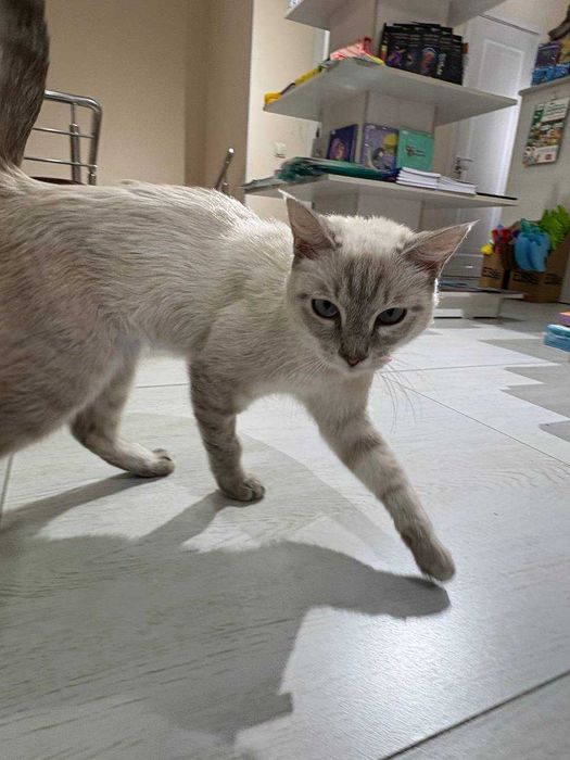 Кошка Ласточка ищет семью!