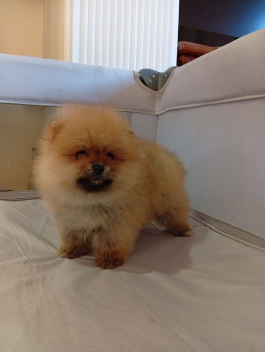 Pomeranian  superbi