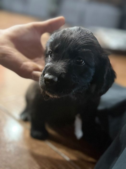 Продам щенят русский охотничий спаниэль