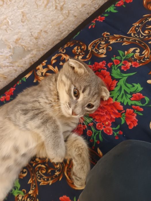 Scottish Fold qiz bola