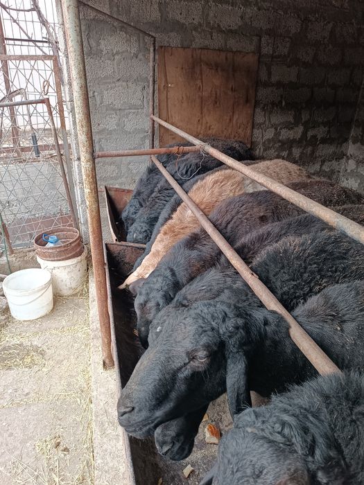 Кучк,орлар сотилади