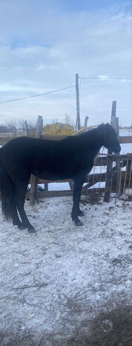 Продается конь 4 года